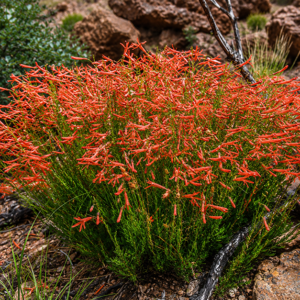 Penstemons