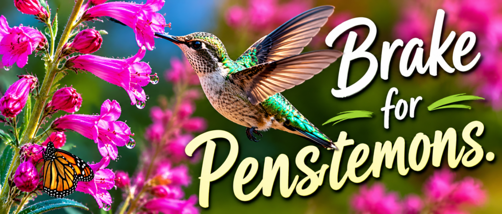 Vibrant garden banner with a hummingbird hovering near pink flowers, plus a monarch butterfly  brake for penstemonsand bold yellow script text reading 'Brake for Dementions'.