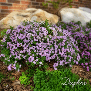 Dense shrub of light purple flowers with dark green leaves, rocks and a brick wall in the background; watermark 'Daphne' in the corner.