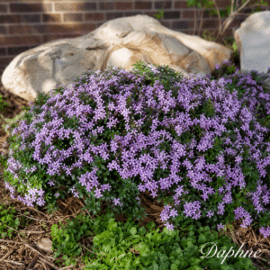 Dense evergreen shrub covered in small lavender flowers in a rock garden setting.