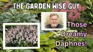 Garden Wise Guy Daphne  Those Dreamy Fragrant Daphnes.