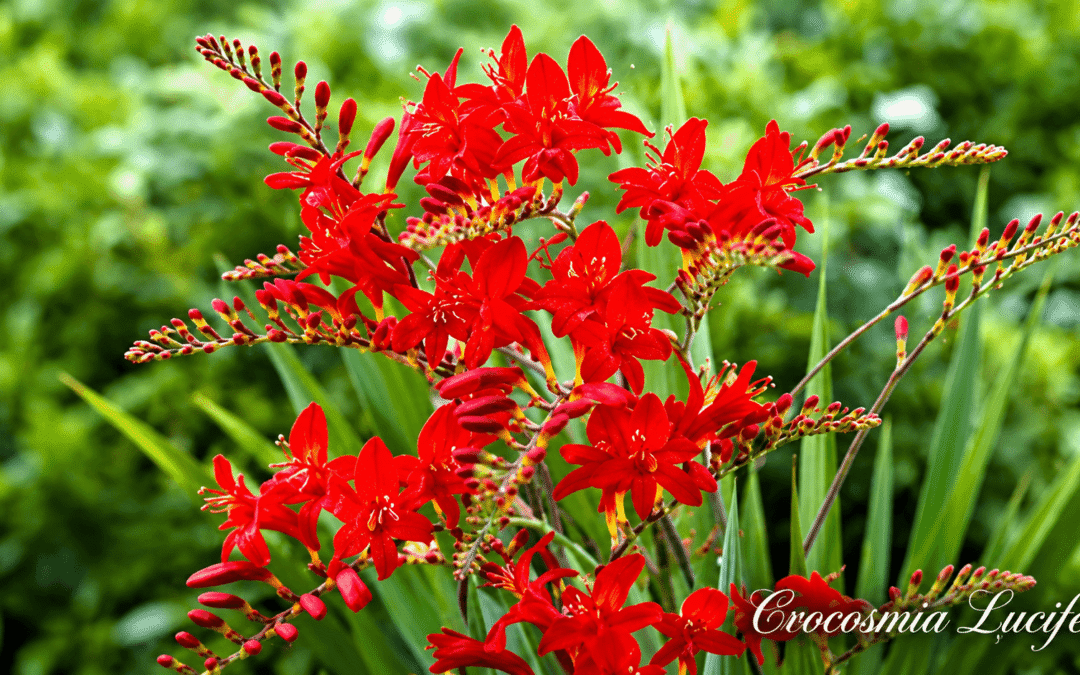Red Crocosmia flowers (Crocosmia Lucifer) in a sunny garden, with a green leafy background and the name Crocosmia Lucifer displayed at the bottom right.