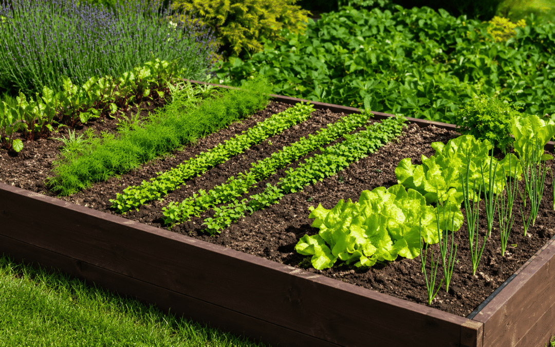 Raised wooden garden bed with neatly spaced rows of leafy greens and herbs in a sunny backyard.