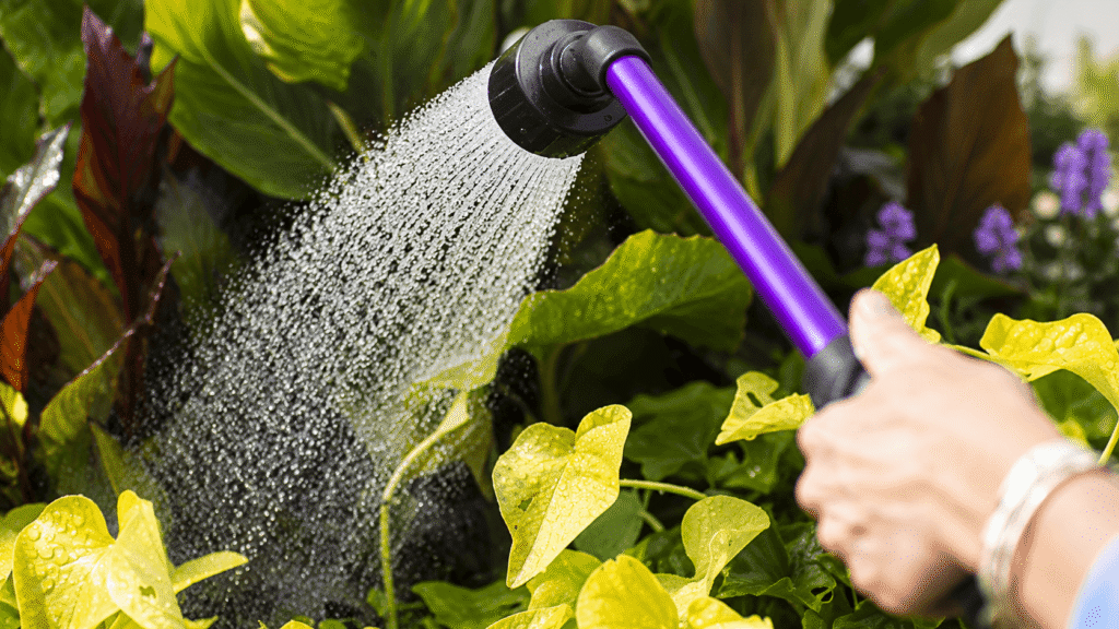 Person watering a garden with a purple handled spray wand, spraying water over leafy plants.