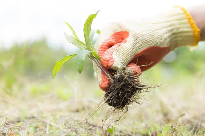 Gloved hand pulling a young plant with roots from soil in a field.