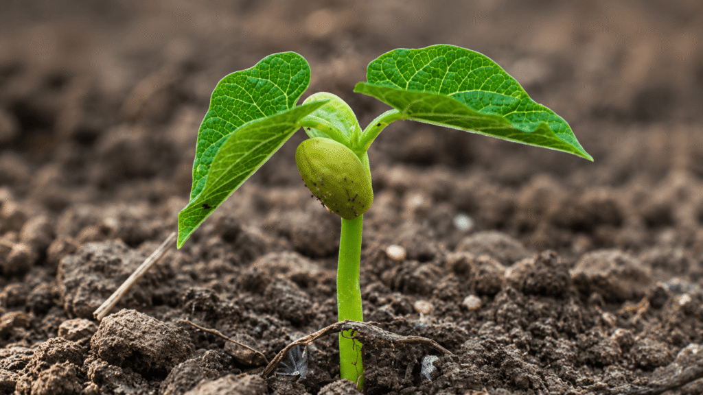 Young seedling emerging from rich soil, with two bright green leaves and a seed attached to the stem's base.