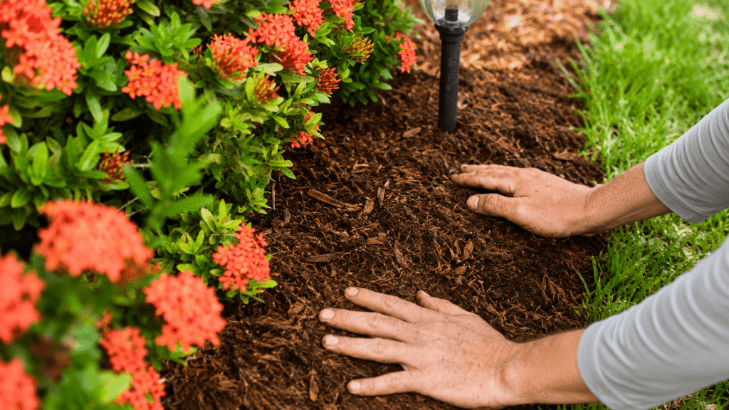 Hands smoothing mulch around red flowering shrubs in a garden bed with a small outdoor light nearby.