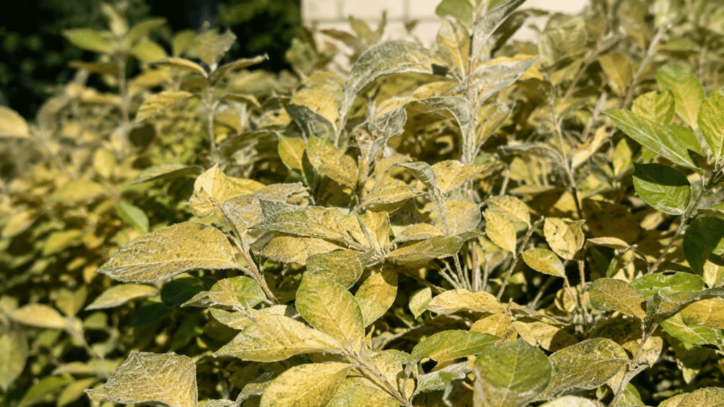 Close up of a dense shrub with yellowing leaves and a white powdery coating on the foliage.