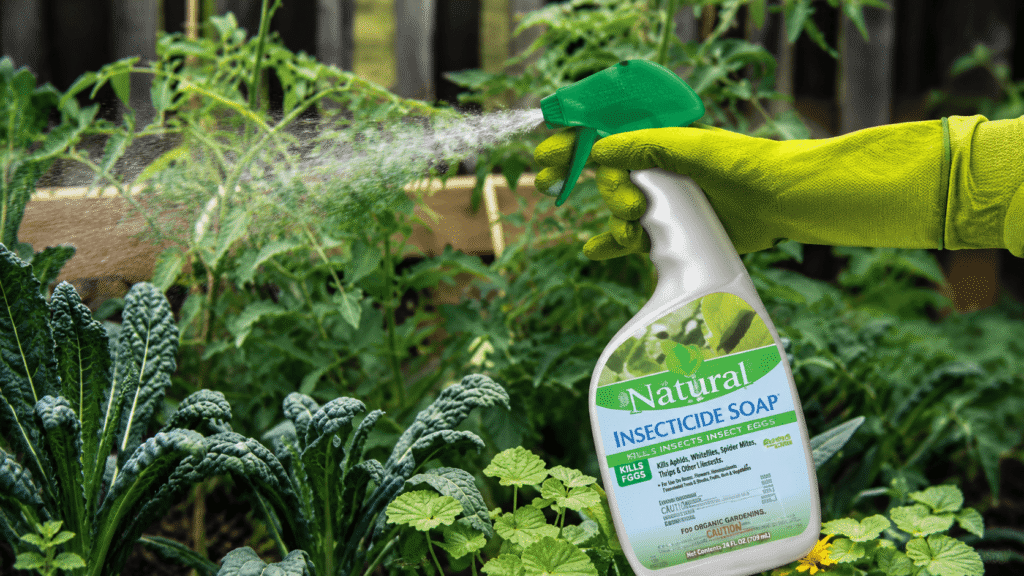 Green gloved hand uses a spray bottle labeled Natural Insecticide Soap to mist garden plants.