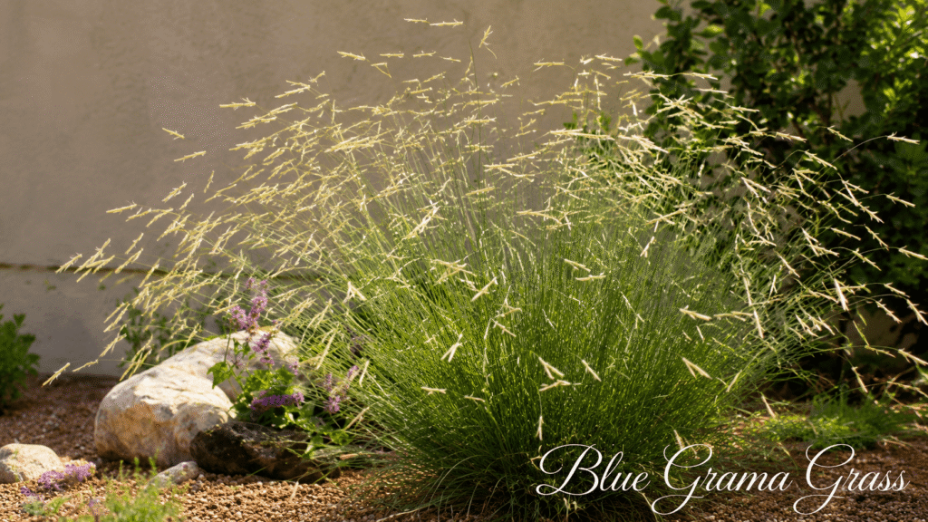 Clump of Blue Granada Grass with airy beige seed heads in a desert garden.