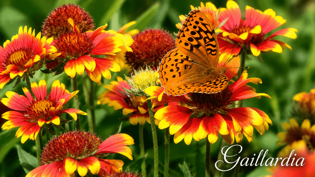 Gaillardia