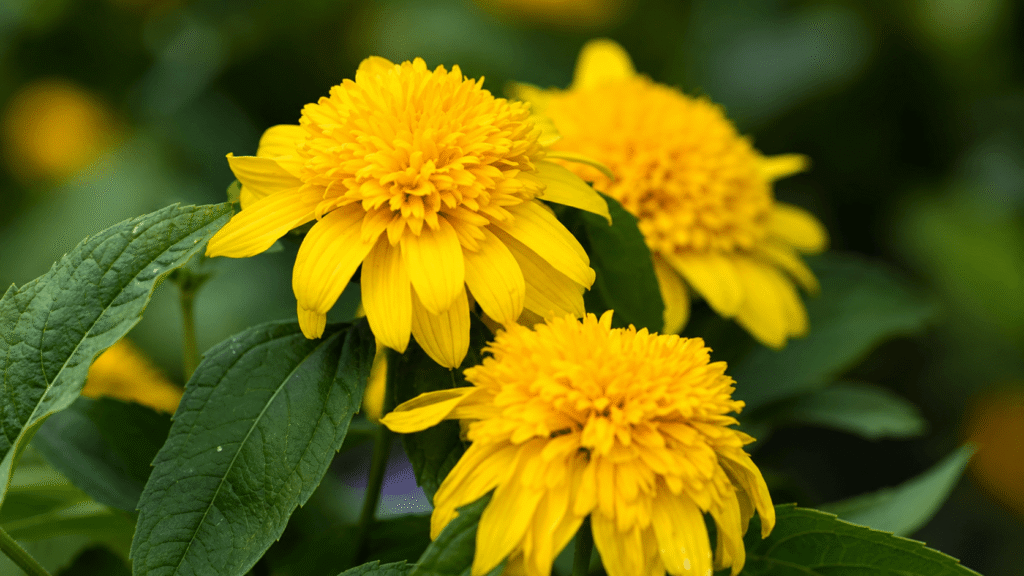 Bright yellow flowers with dense pom-pom centers and green leaves in a garden setting.