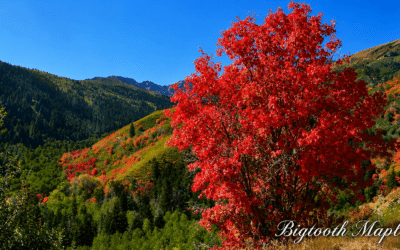 Bigtooth Maple – A Native Treasure