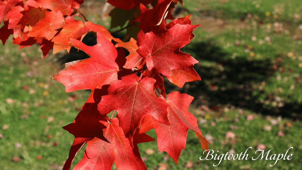 Close-up of bright red Bigtooth Maple leaves on a branch with the 'Bigtooth Maple' label in the corner.