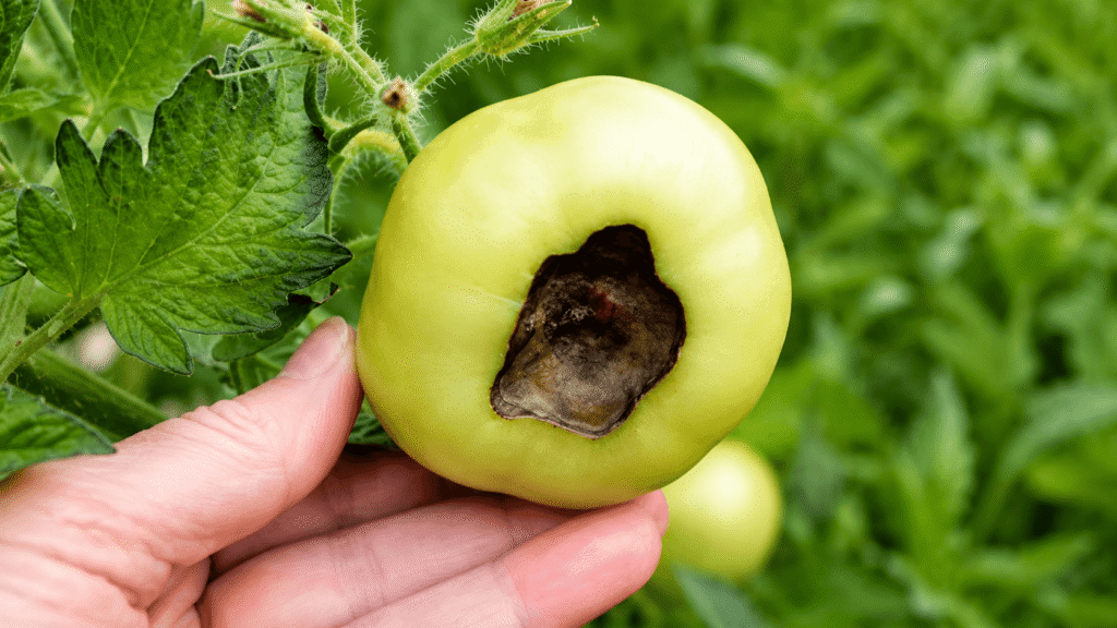 Green tomato with a large brown hollow lesion on one side, being held by a hand on a tomato plant.