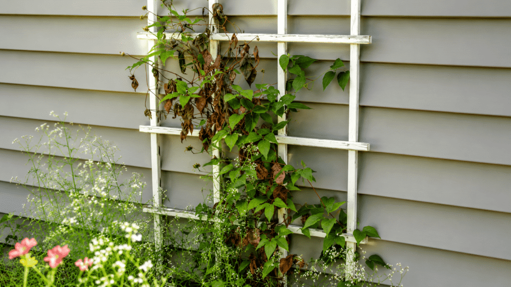 Clematis Wilt