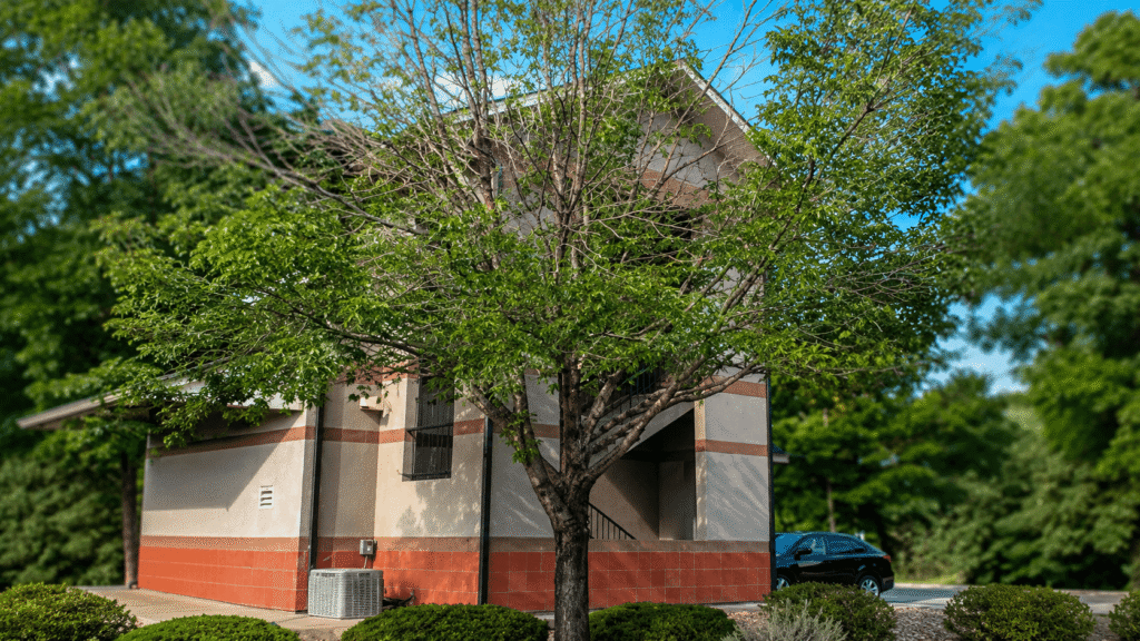 Two-story beige building with red brick trim partially obscured by a large leafy tree in a sunny parking lot with a blue car in the background
