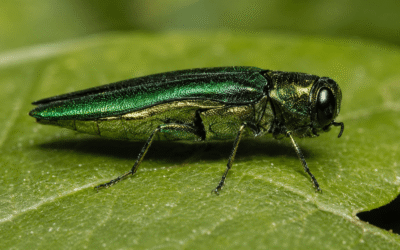 Emerald Ash Borer Has Arrived Here’s What Colorado Gardeners Need to Know