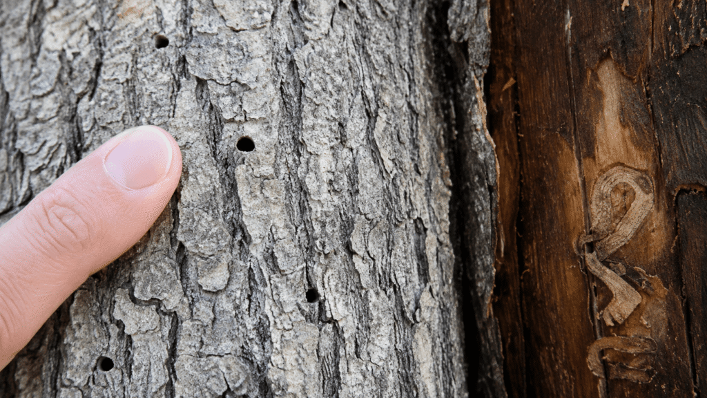 Finger touching rough, cracked tree bark with small holes, beside weathered wood with carved letters on the right.