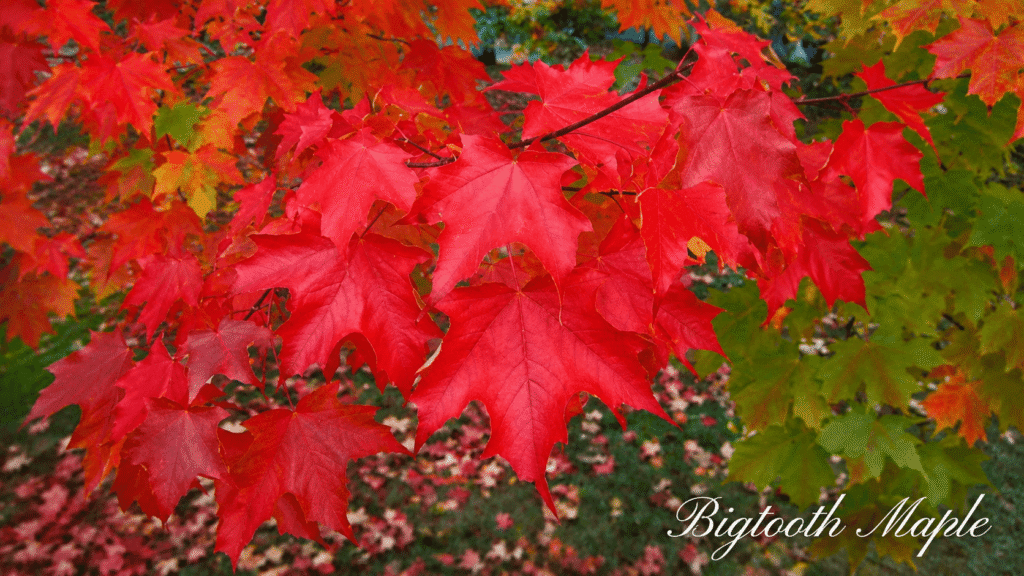 Bigtooth Maple
