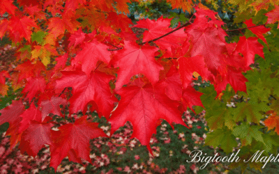 Bigtooth Maple – A Native Treasure