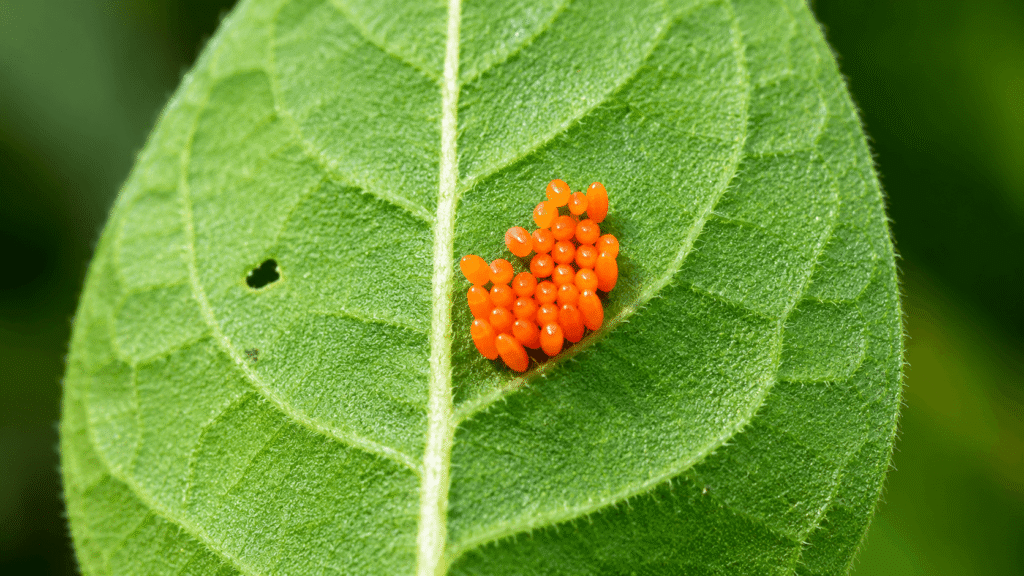 potato beetle eggs