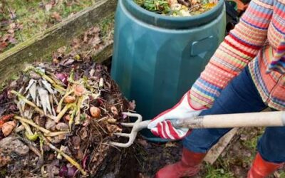 Composting Myth Time: Your Bin Does Not Need Full Sun to Work