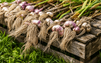 Colorado Harvesting Garlic