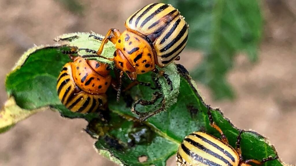 potato beetle adult