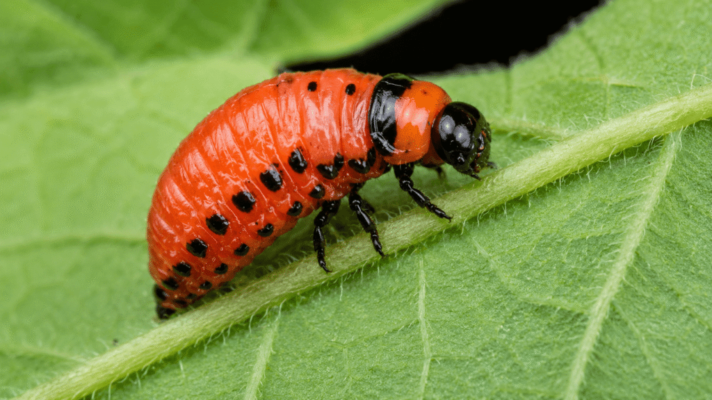 potato beetle adult