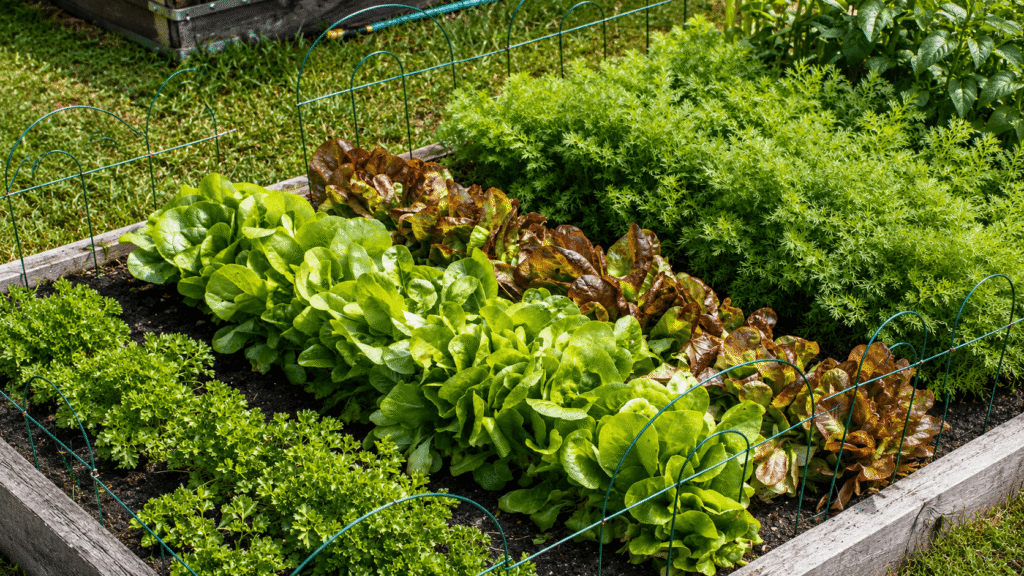 fall veggie crop