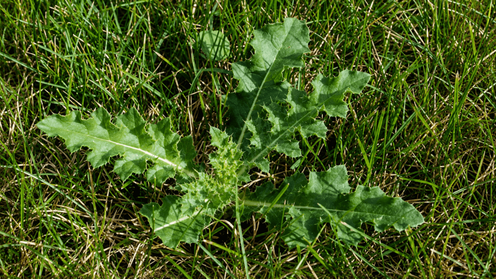thistle lawn