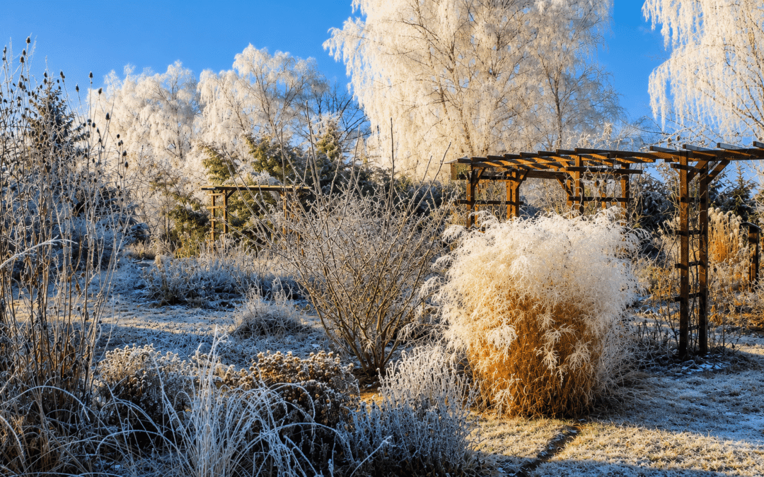 winter first frost