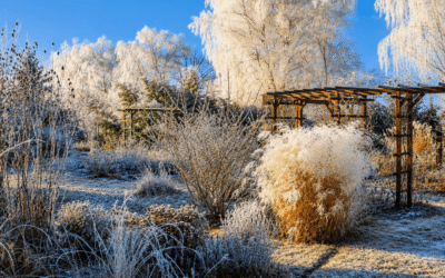 Myth: A Tidy Fall Garden Means Cutting Every Perennial to the Ground