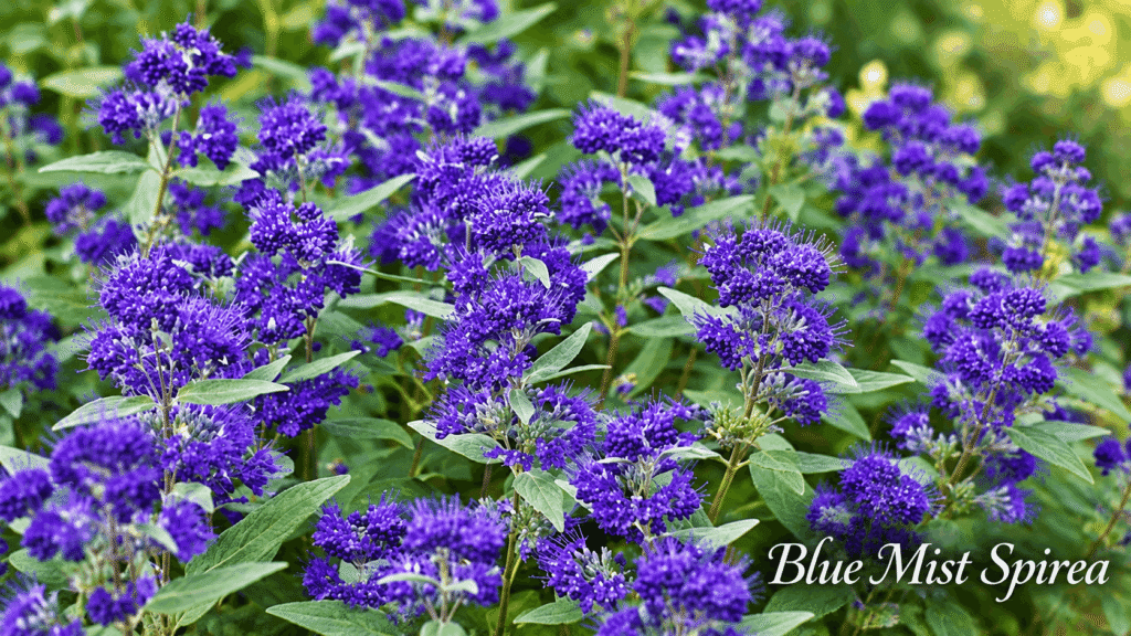 blue mist spirea closeup purple - Garden Wise Guy blue mist spirea closeup purple