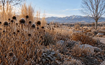 Cutting Back Perennials in Fall: Why Colorado Gardens Need a Selective Approach